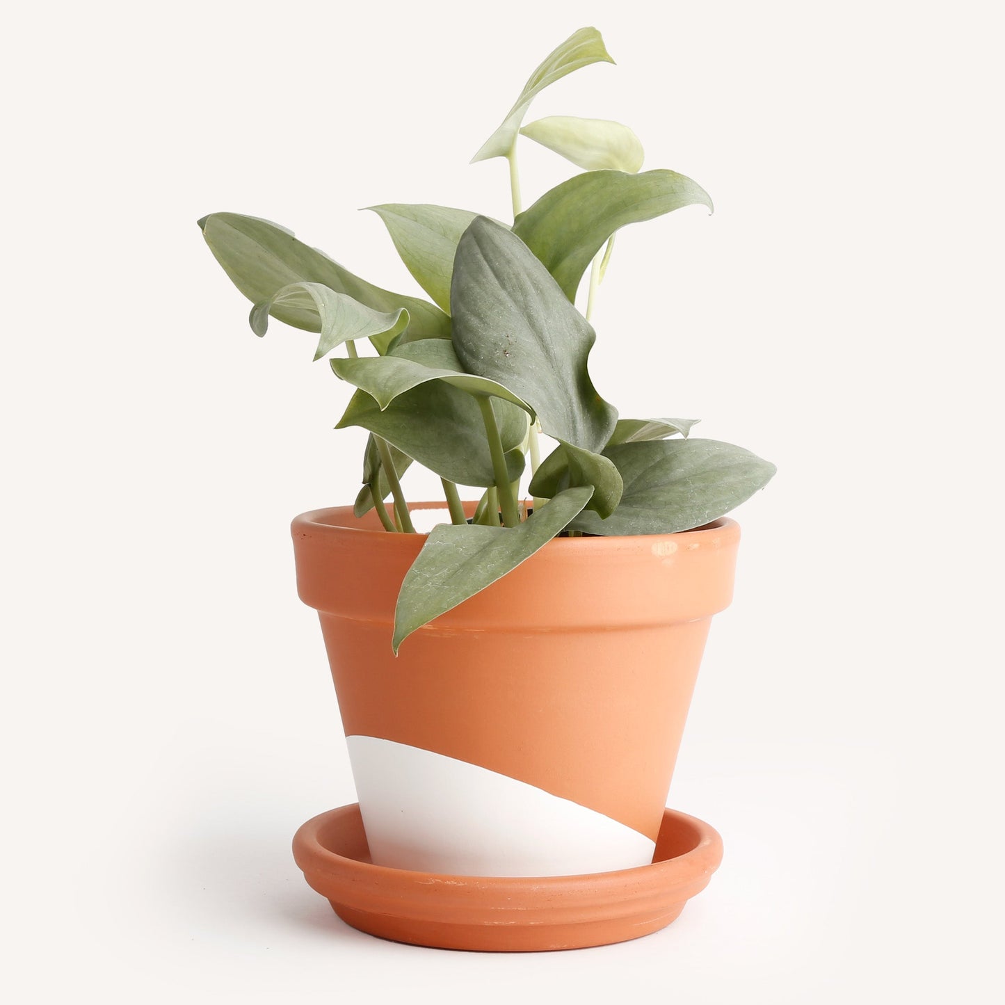 Scindapsus 'Silver Hero'