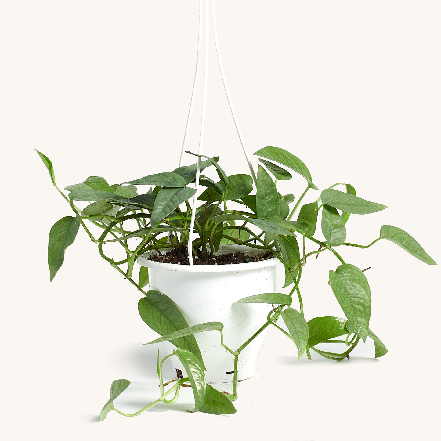 Cebu Blue Hanging Basket