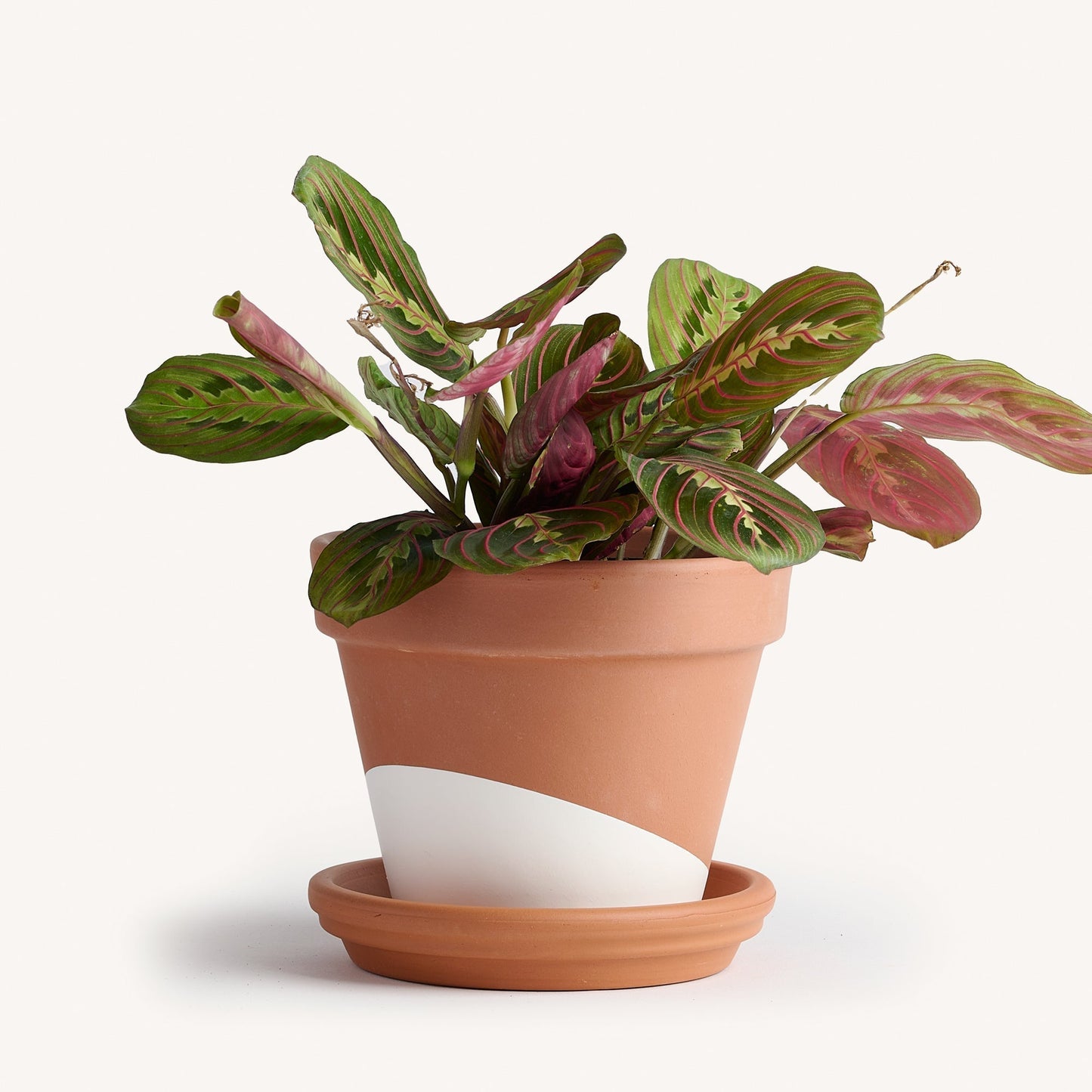 Maranta Prayer Red