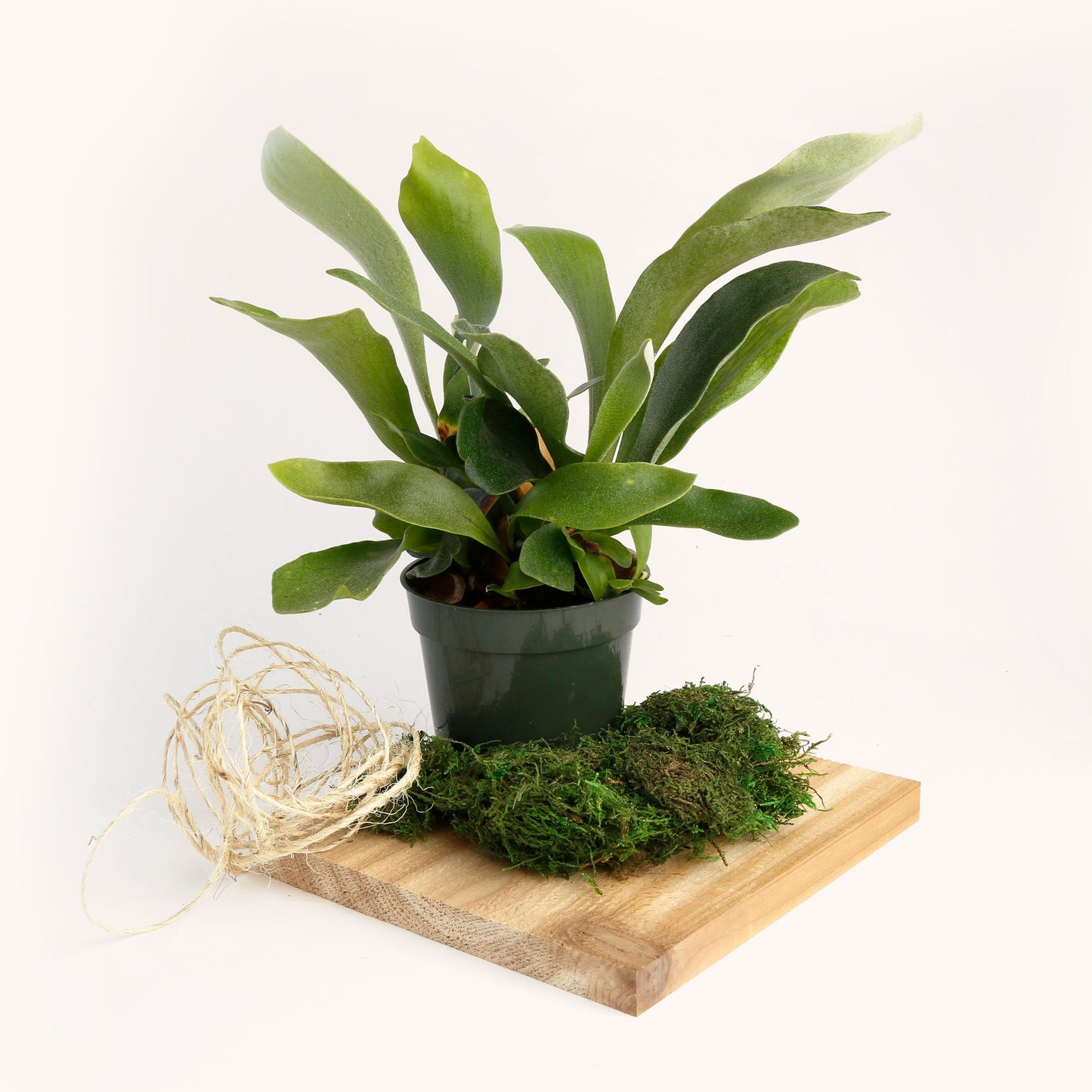 DIY Hanging Staghorn