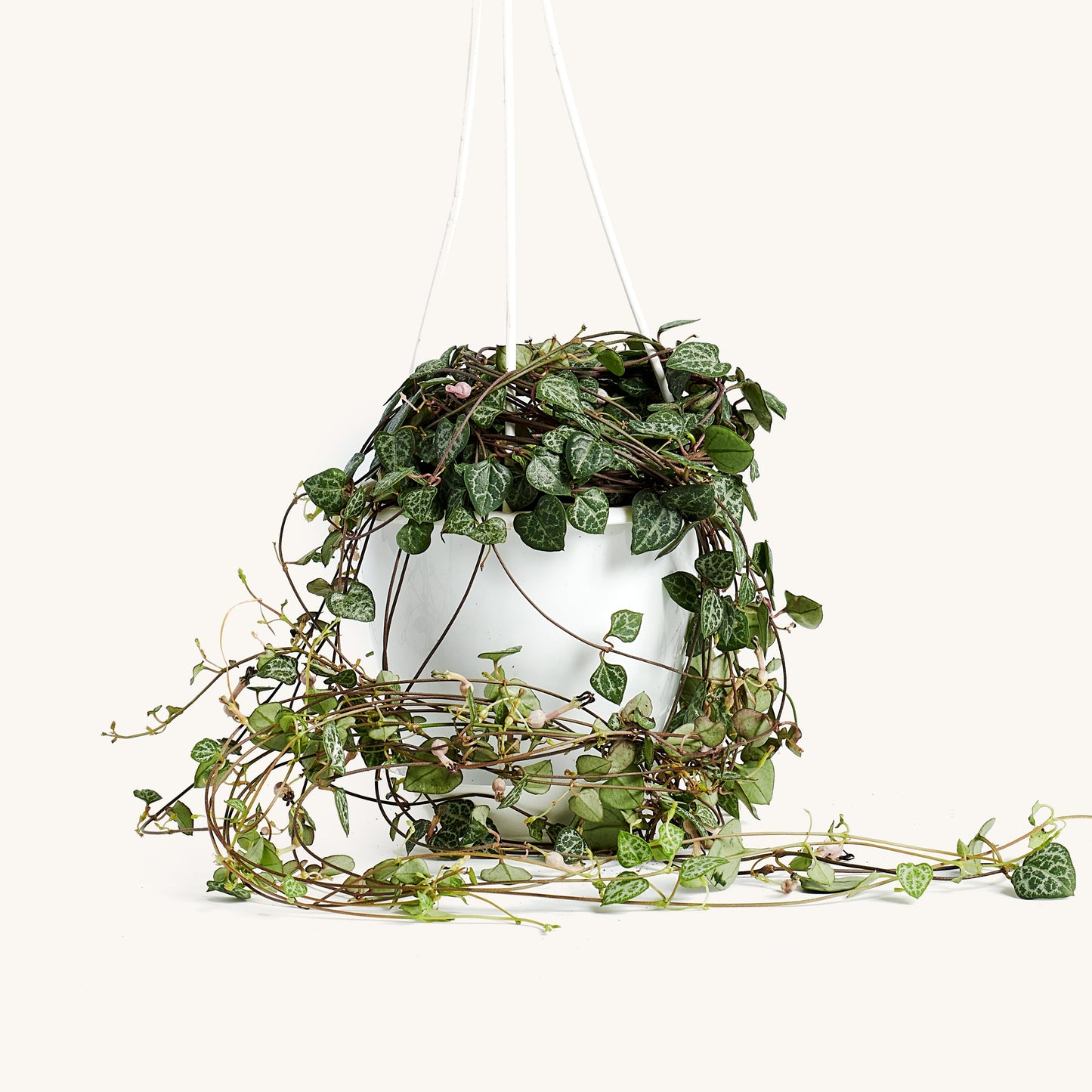 String of Hearts Hanging Basket