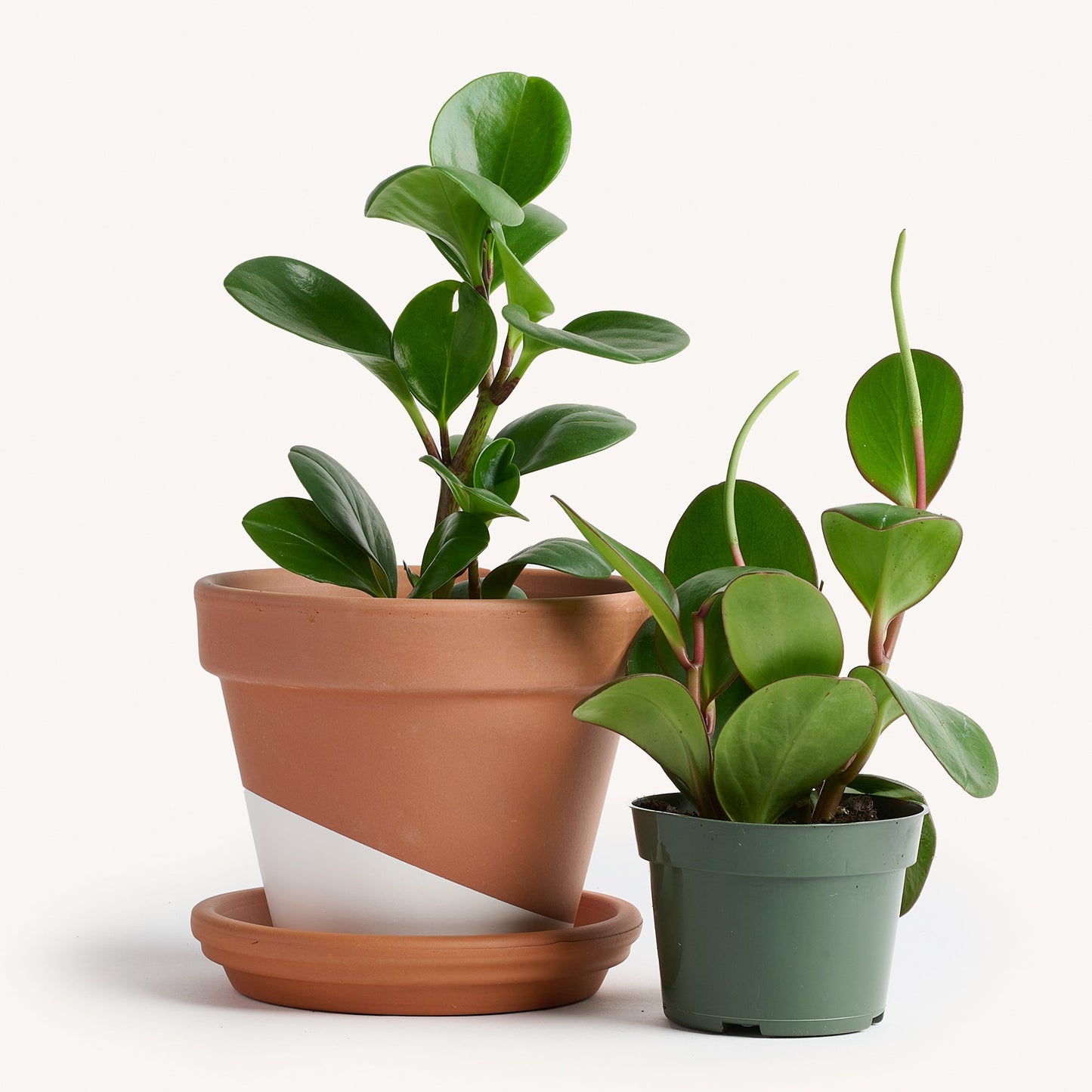 Peperomia Green