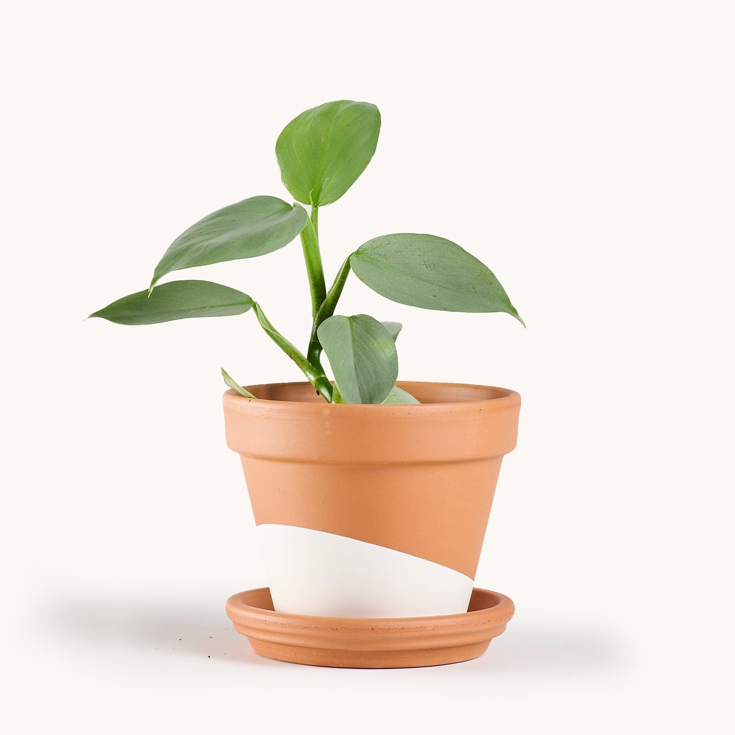 Philodendron Silver Sword