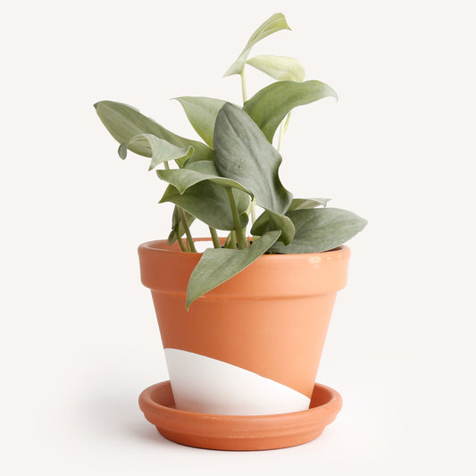 Scindapsus 'Silver Hero'