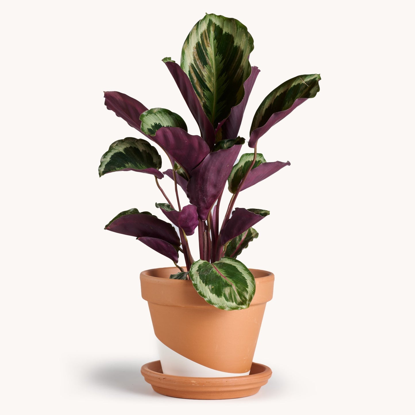 Calathea Roseopicta