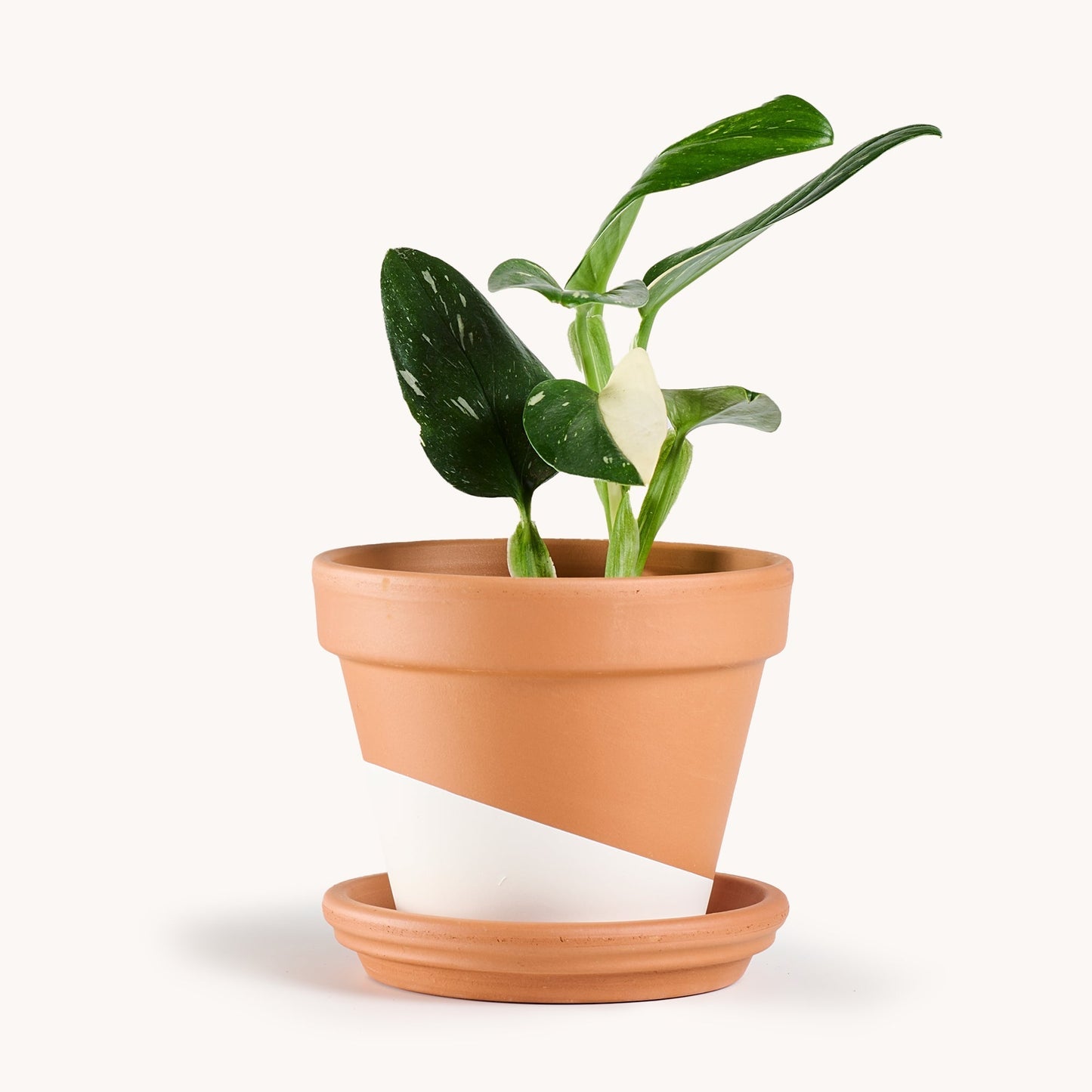 Monstera Standleyana 'Albo'