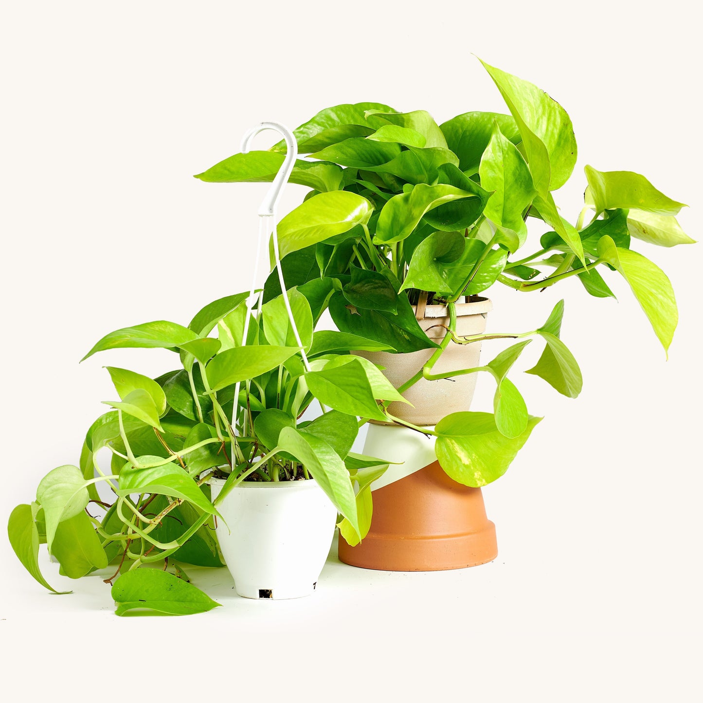 Pothos Hanging Basket