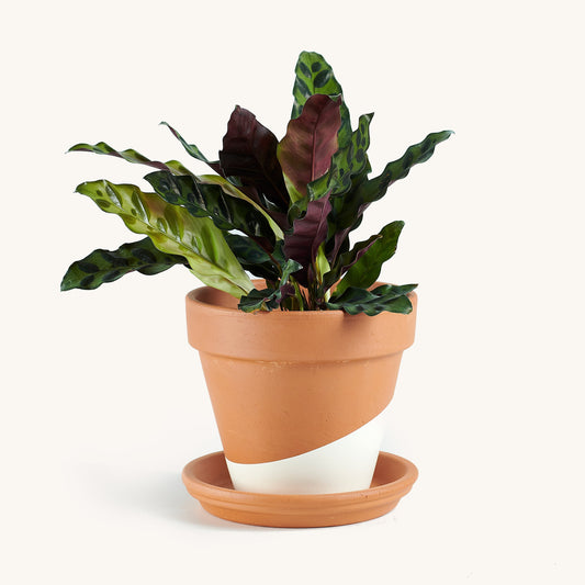 Calathea Rattlesnake
