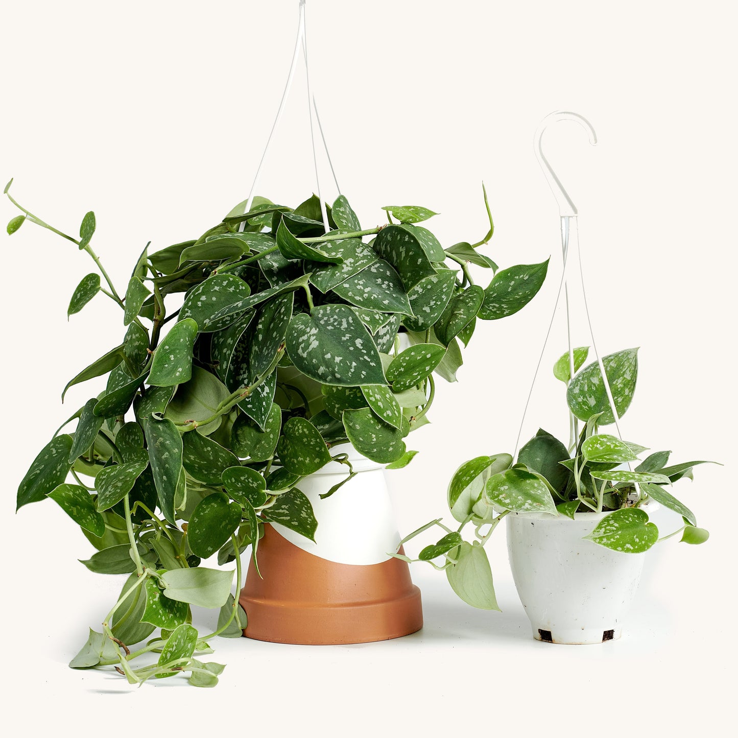 Scindapsus Hanging Basket