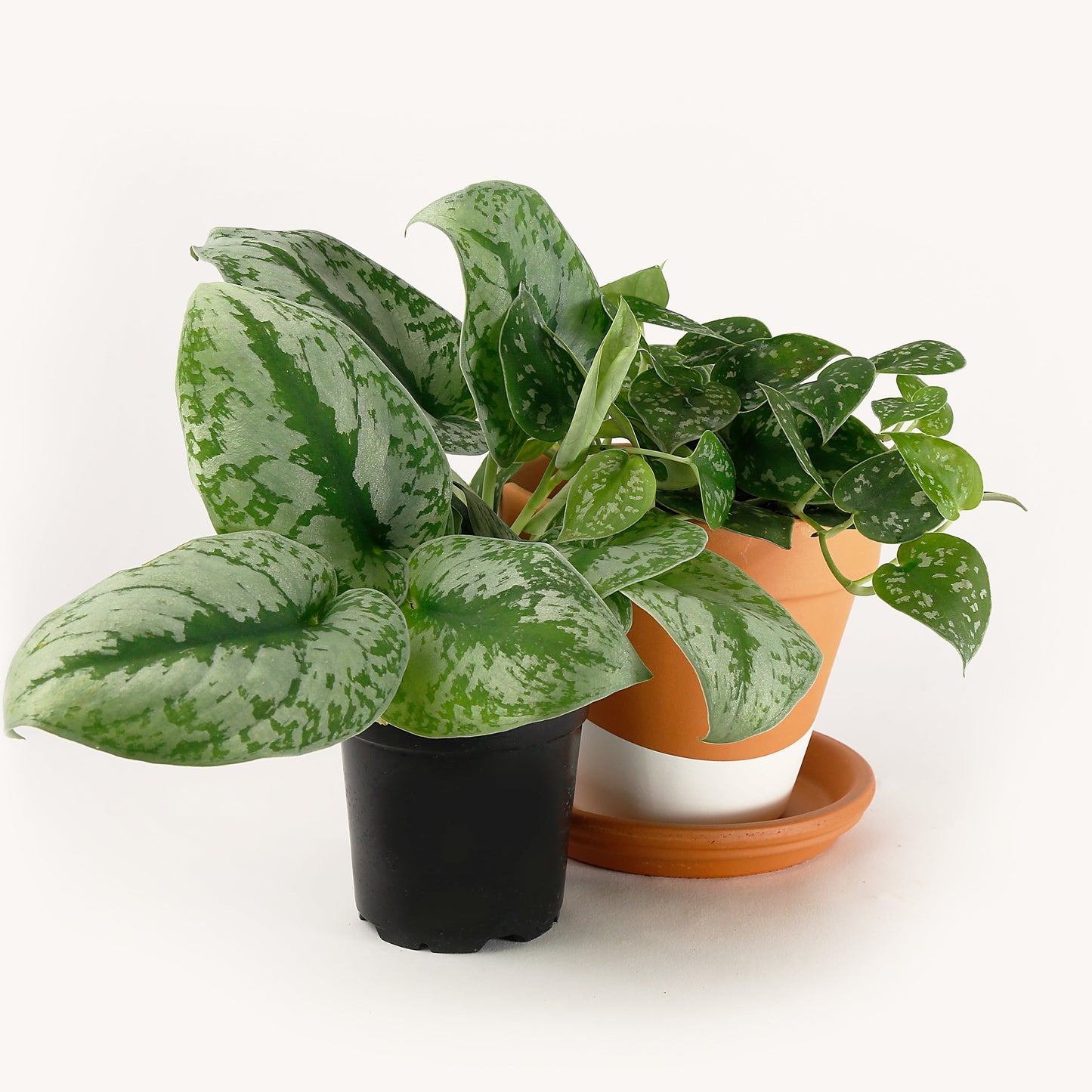 Scindapsus, Satin pothos