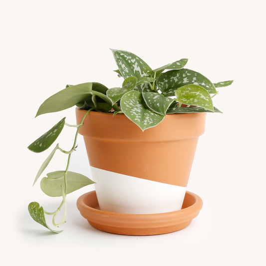 Scindapsus, Satin pothos
