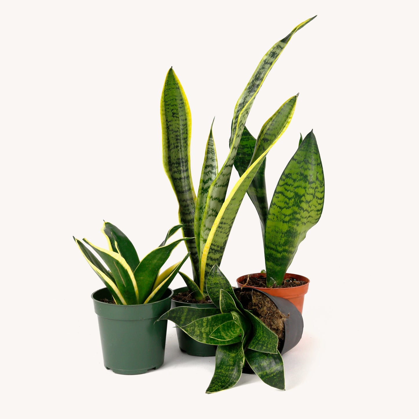 Sansevieria Snake, Tall