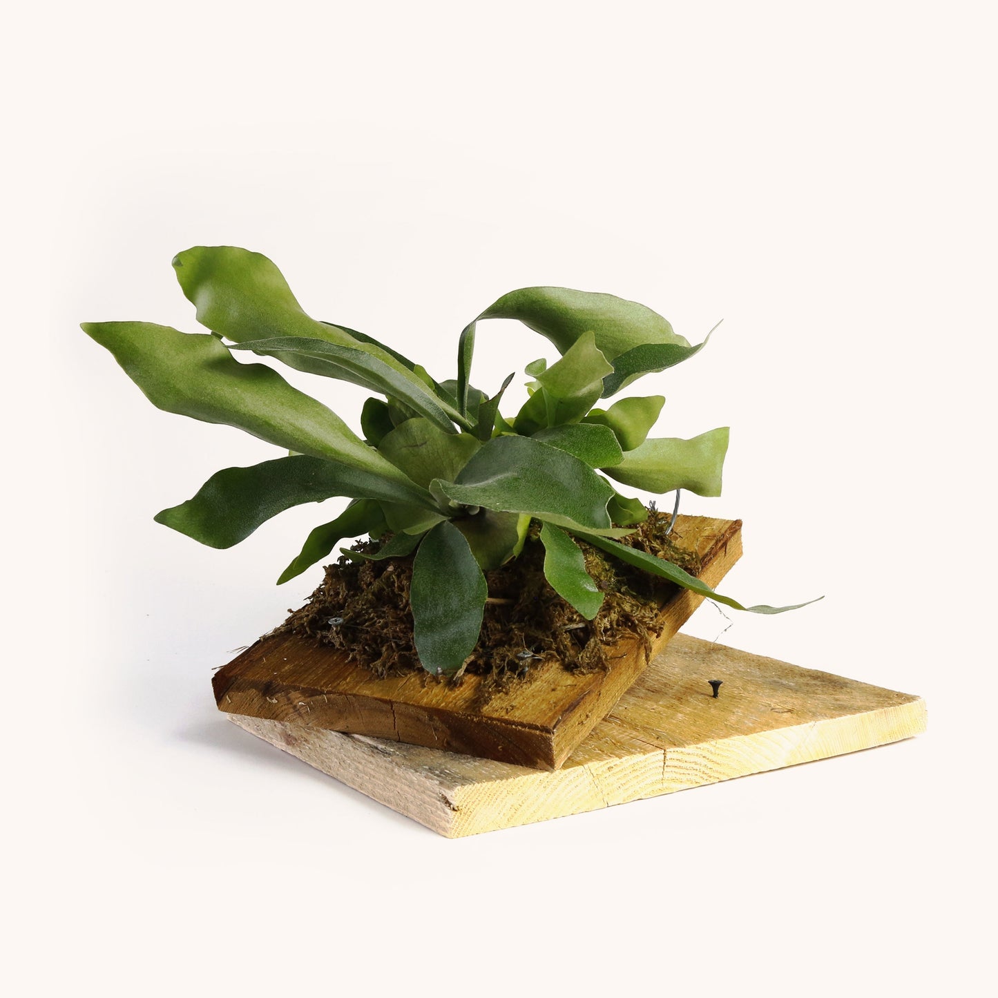 DIY Hanging Staghorn