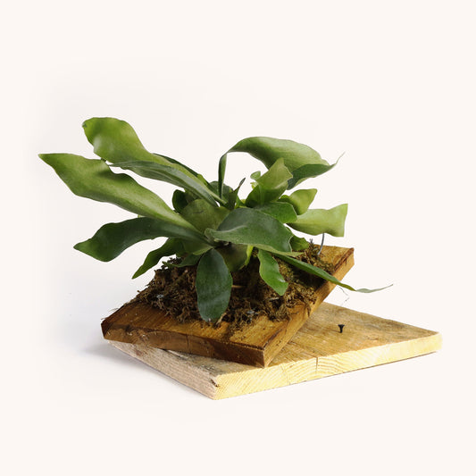 DIY Hanging Staghorn