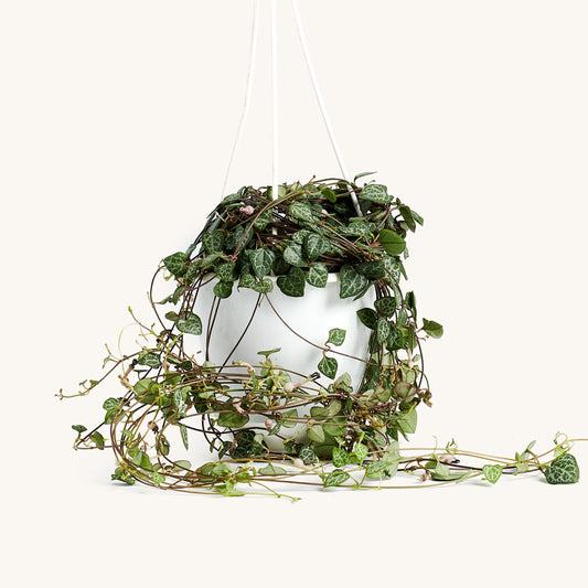 String of Hearts Hanging Basket