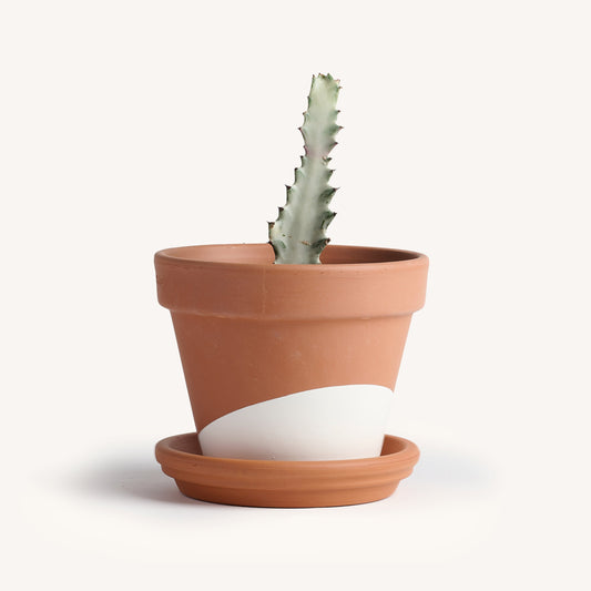 White Ghost Cactus