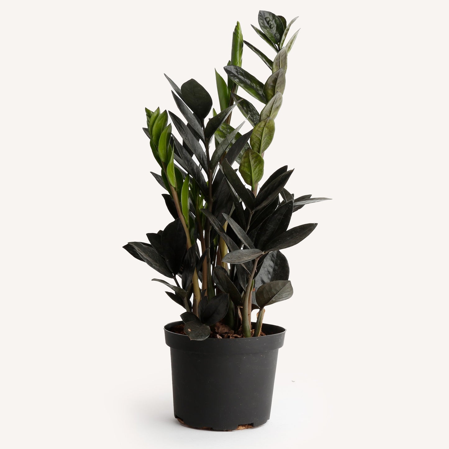 Zamioculcas zamiifolia 'Dowon' / ZZ Raven